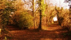 Read more about the article THE ROAD NOT TAKEN summary, explanation and poetic devices