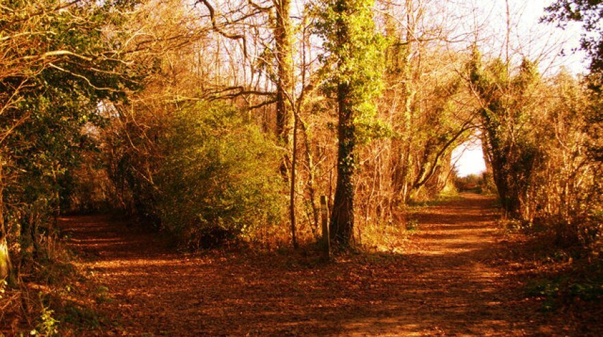 Read more about the article THE ROAD NOT TAKEN summary, explanation and poetic devices